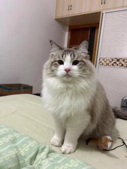 Custom Pet Magnet Figurine