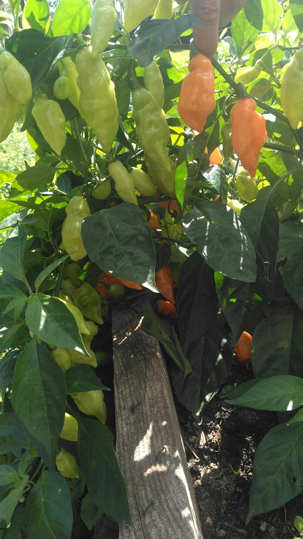 Habanada Pepper Seeds Heatless Habanero Seeds Pepper Joe's Pepper