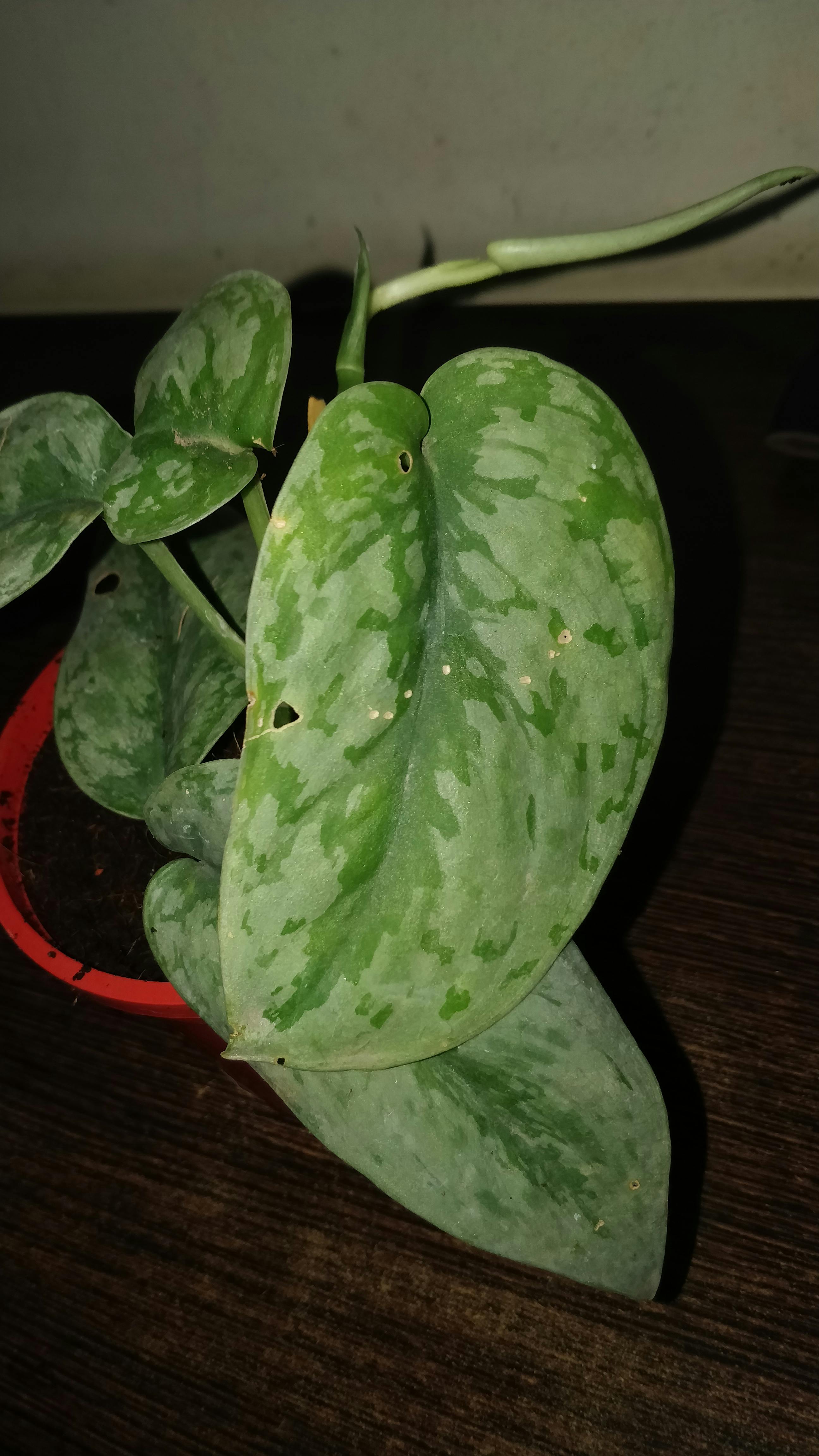 希少Scindapsus Pictus Exotica Yellow Lava