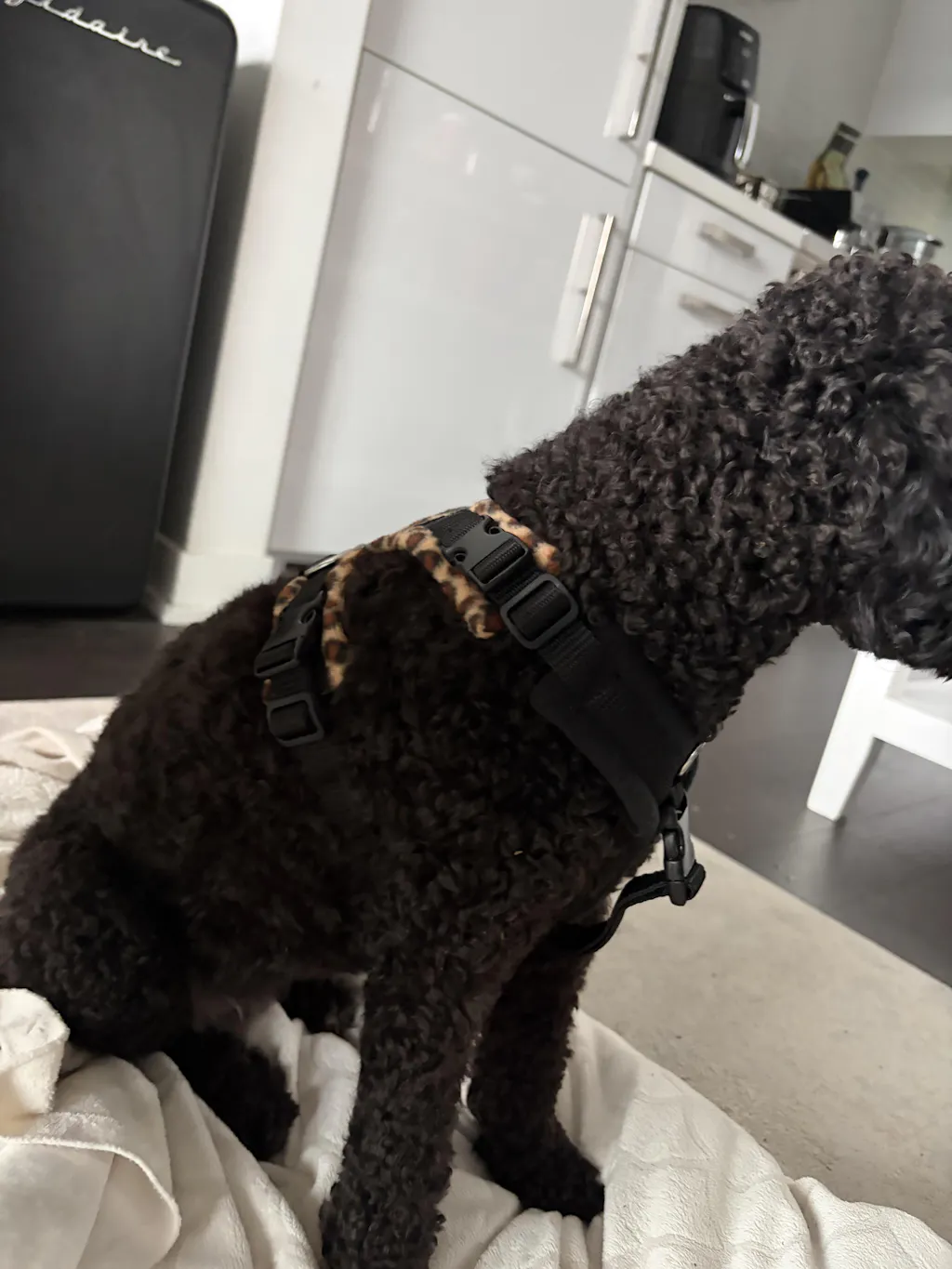 20mm M-M-M PerfectFit Harness