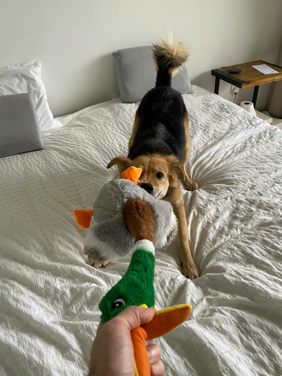 kong shakers honkers