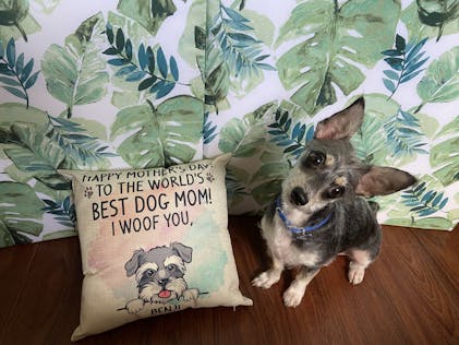 Happy Mother's Day Best Dog Mom, I Woof You, Personalized Pillows, Cus -  PersonalFury