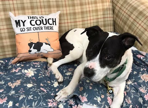 This Is Our Couch Sit Over There, Personalized Pillow, Custom Gift For Dog Lovers
