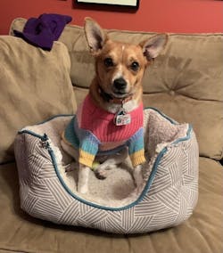 Adorable Pet Sweater