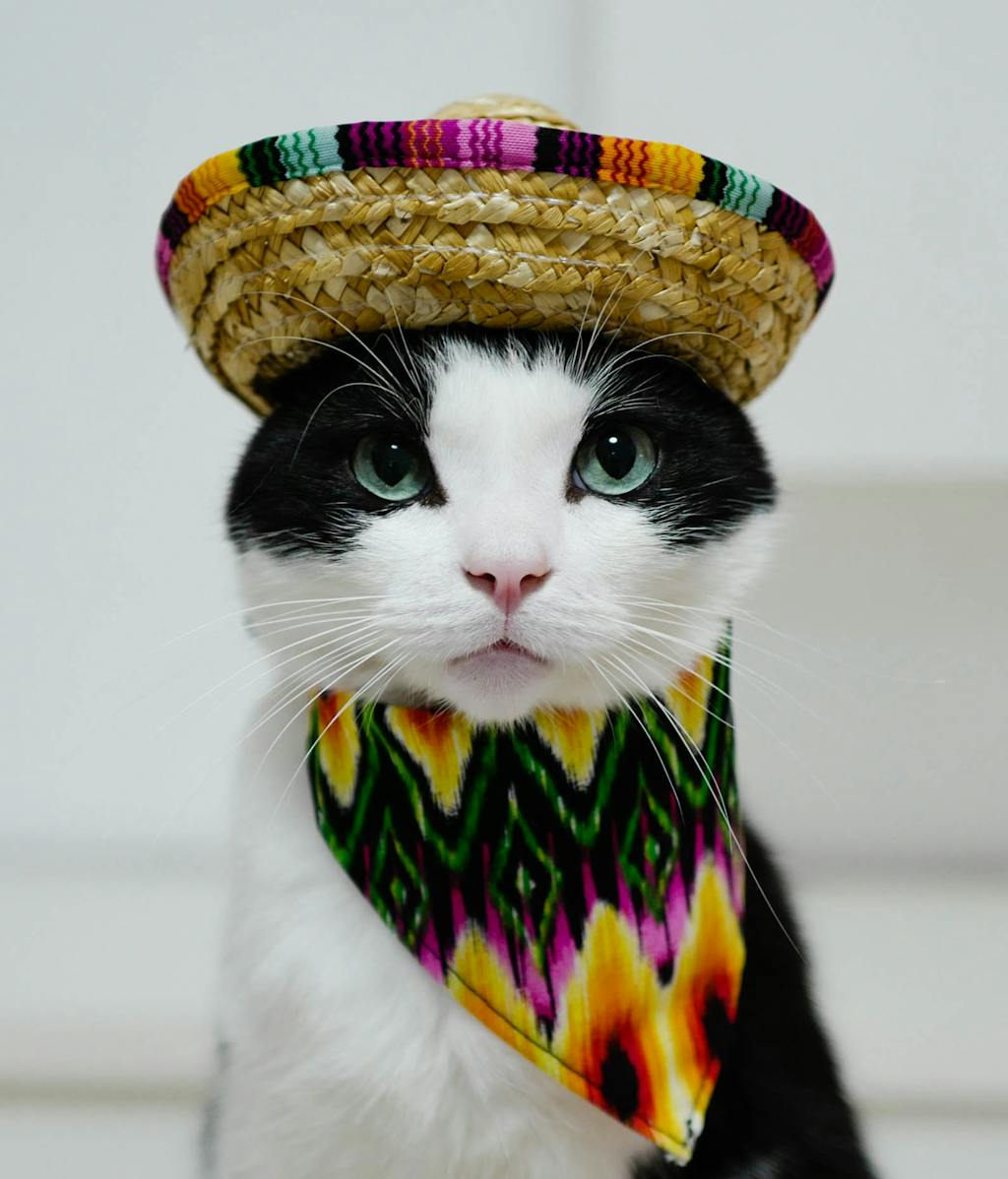 Straw Sombrero Cat Hat - Pet Costume Center