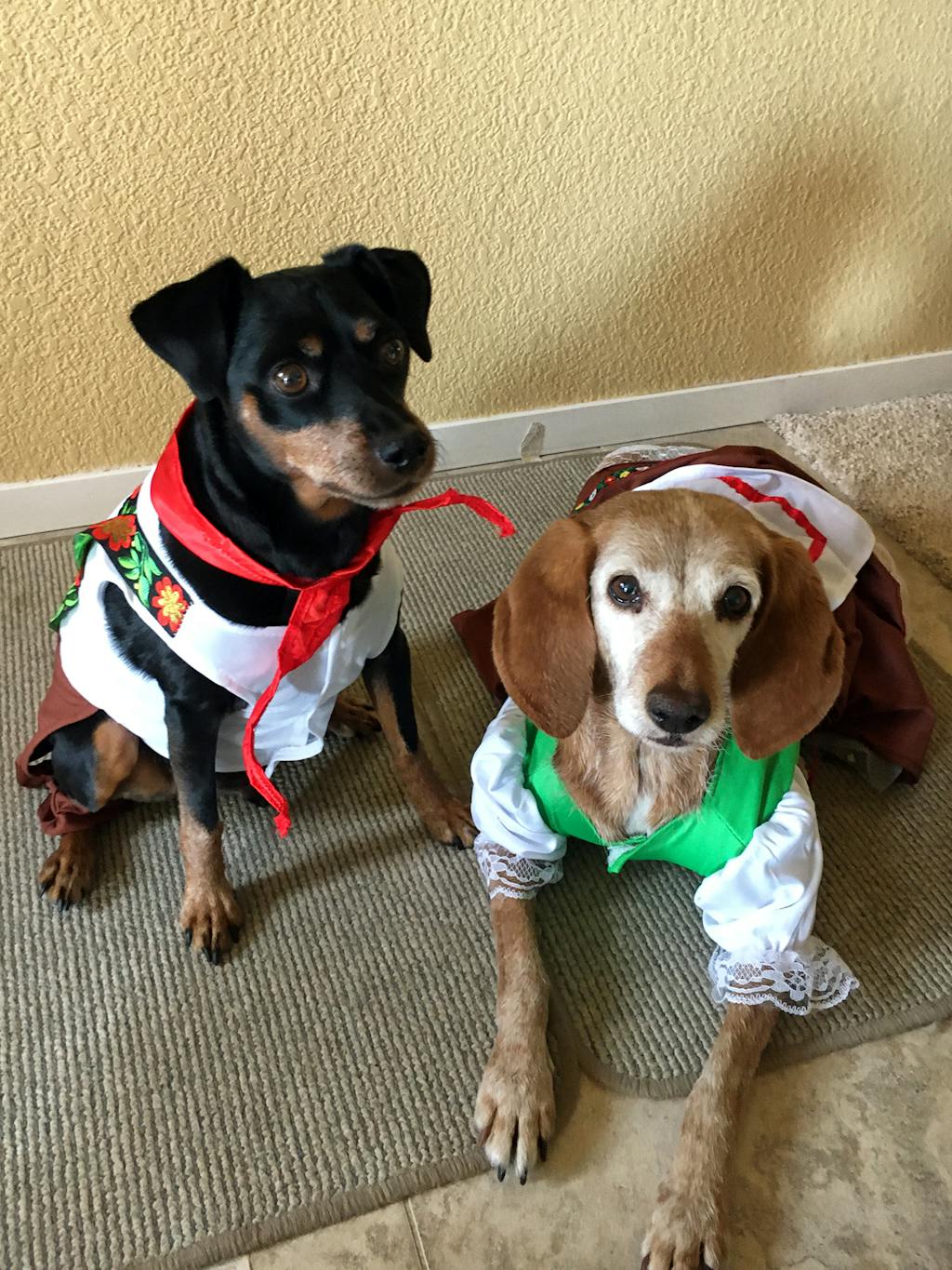 Oktoberfest Lederhosen With Toy Pretzel Deluxe Dog Costume - Pet ...