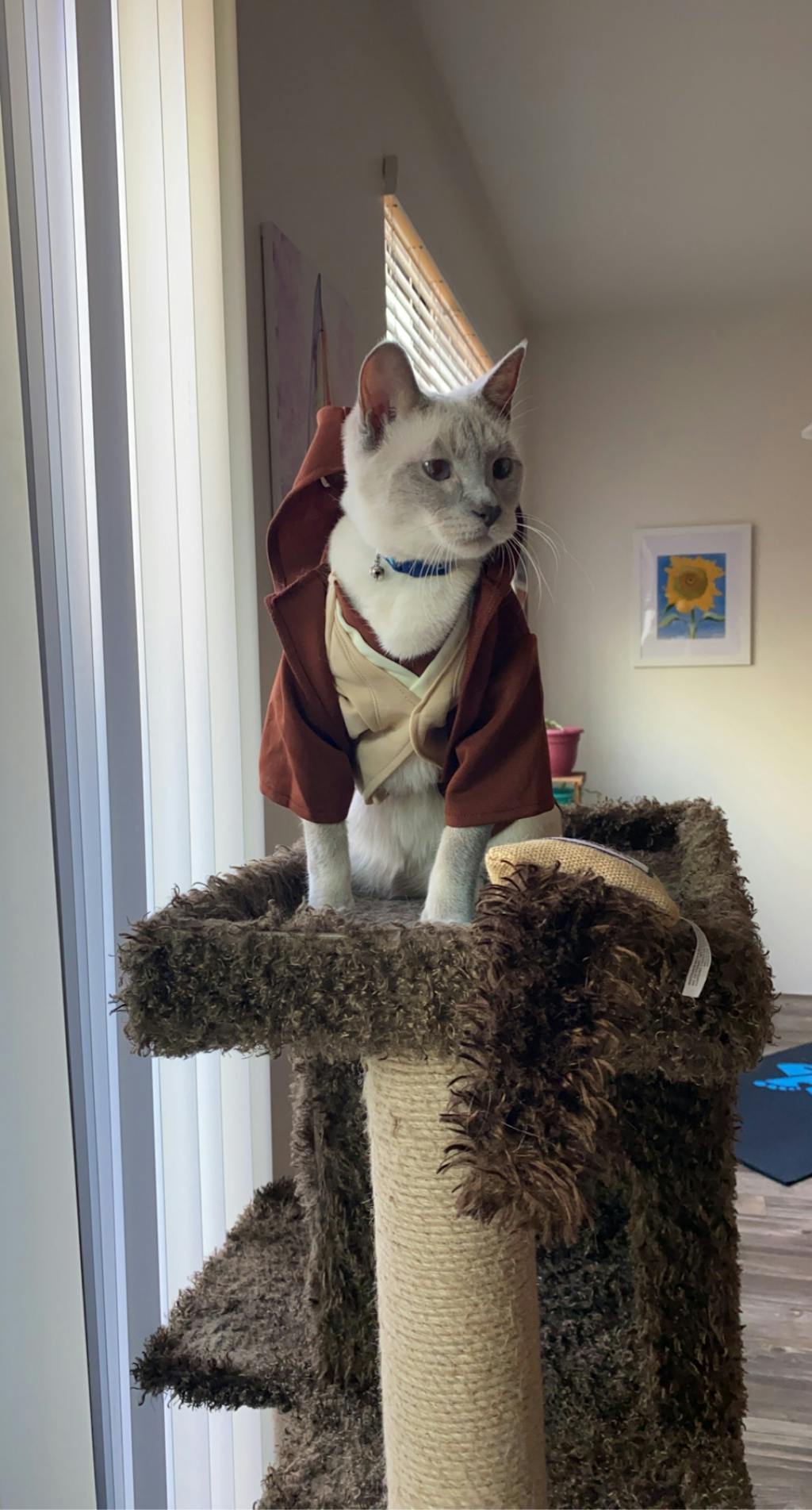 Jedi Robe Dog & Cat Pet Costume Pet Costume Center