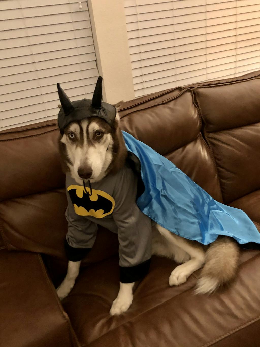 Big Dog Batman Costume Pet Costume Center