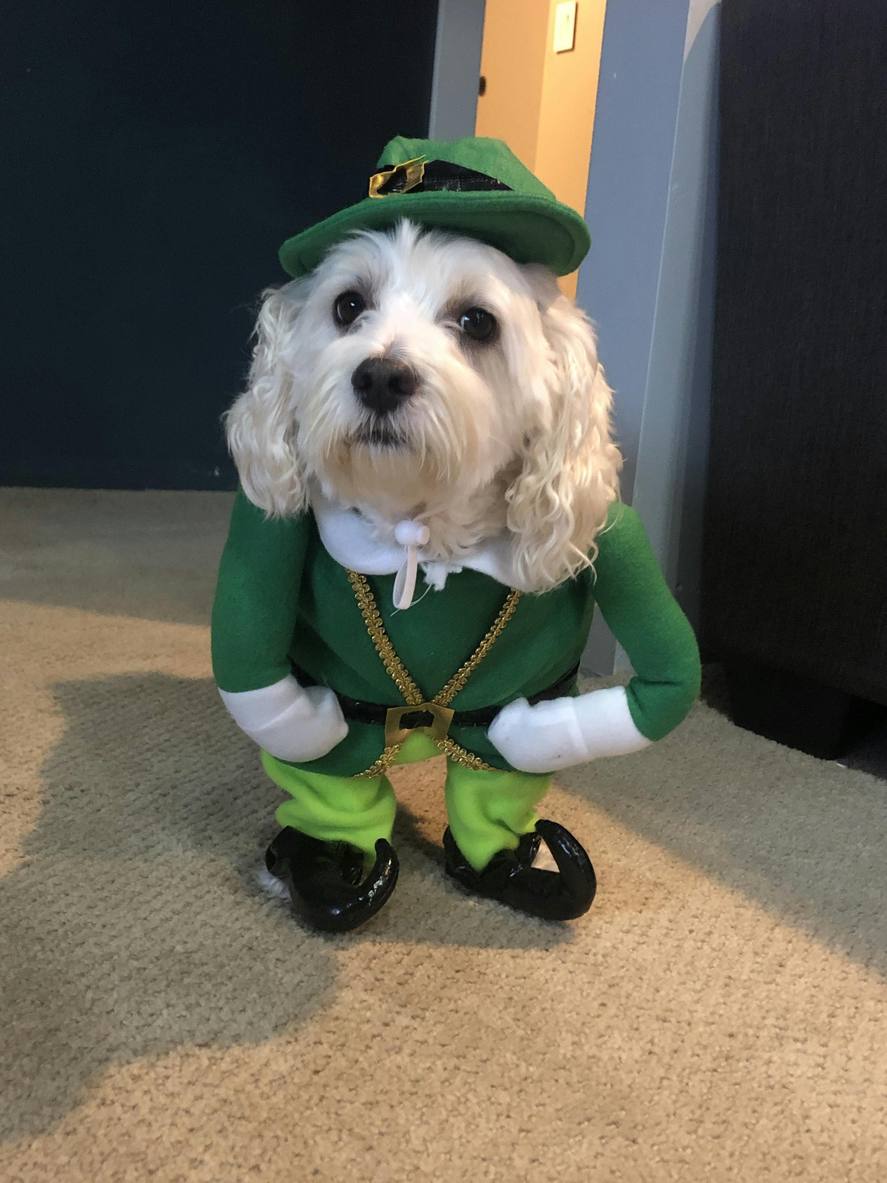 Walking Leprechaun Dog & Cat Costume - Pet Costume Center