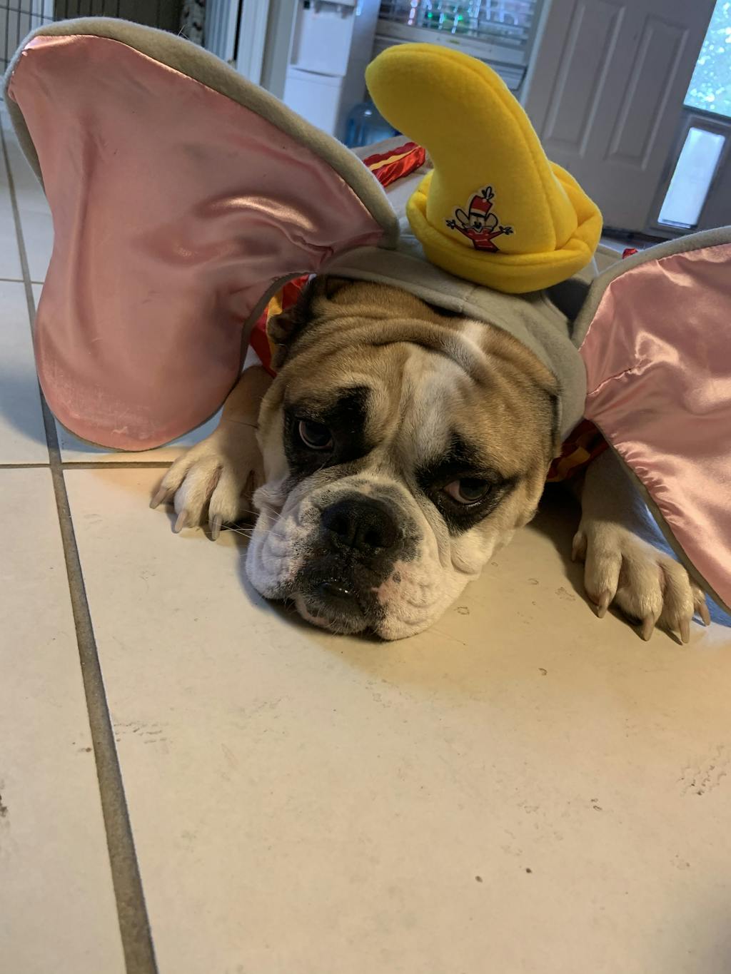 Disney Dumbo Dog & Cat Costume Pet Costume Center