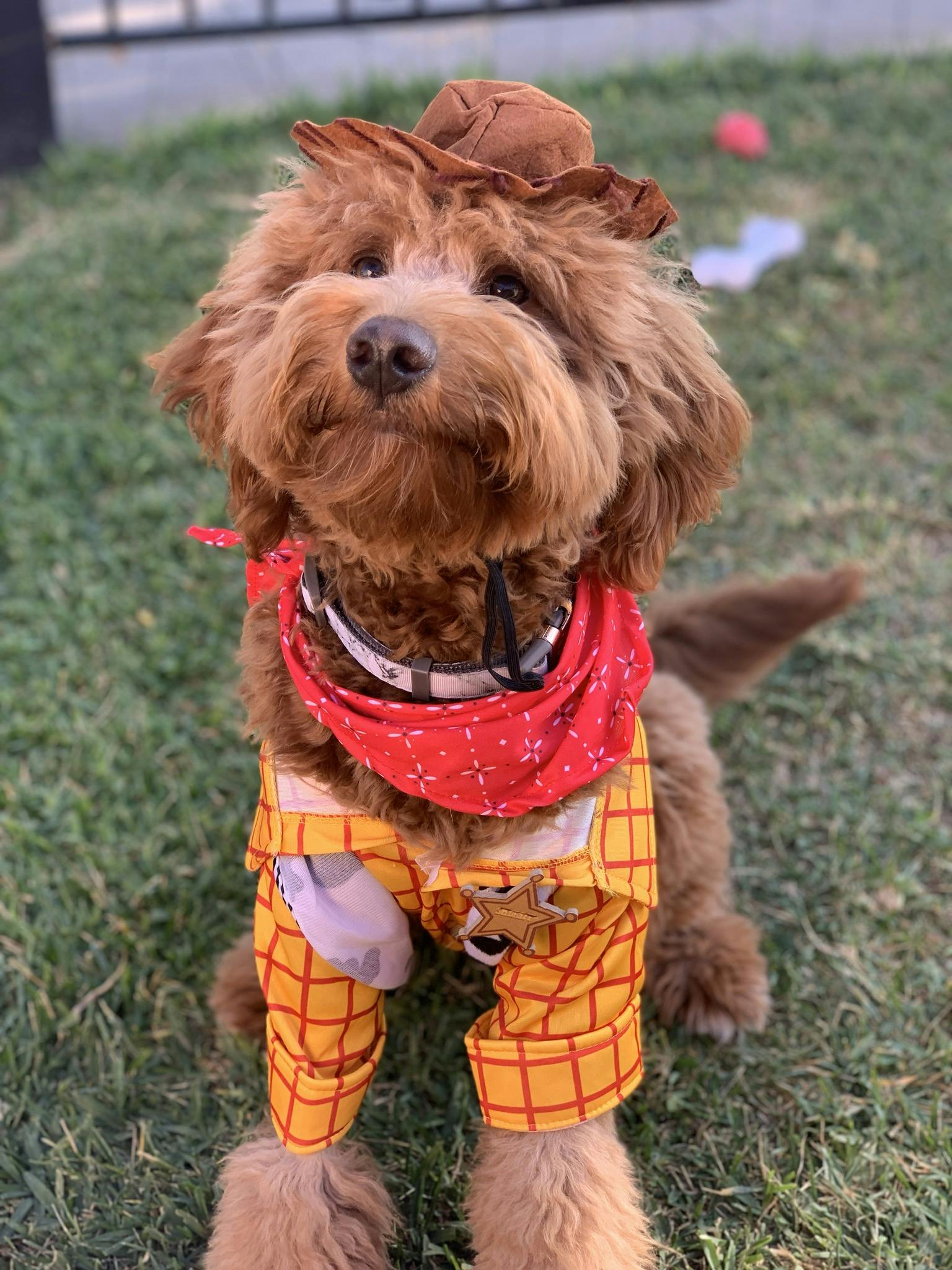 Deluxe Woody Toy Story Dog Costume Pet Costume Center