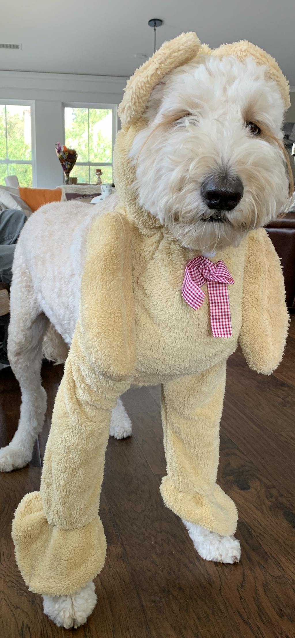 walking bear dog costume