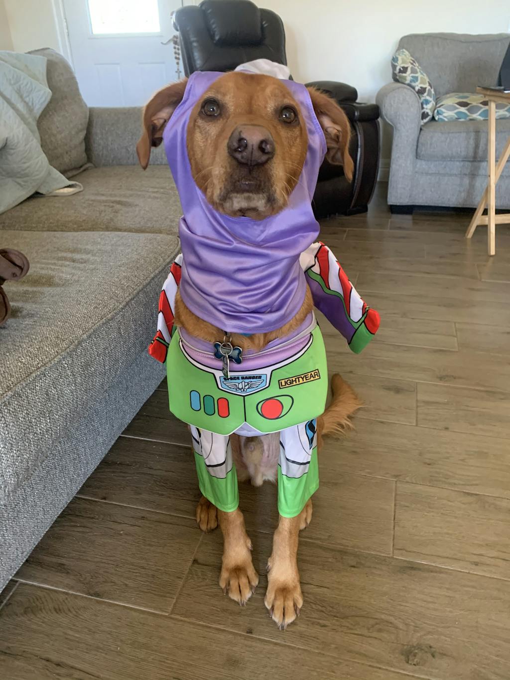 Big Dog Buzz Lightyear Toy Story Costume - Pet Costume Center