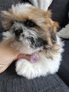 Glitter Designer Dog Tags 2 FOR $35 - SMALL