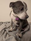 Dog id Tag Aluminium Bone PURPLE