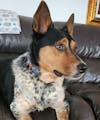 Pawzee Smart Pet Tag