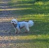Blue Personalised Dog Harness - Comfy, Custom & Cute