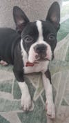 Red Bone Pet ID Tag