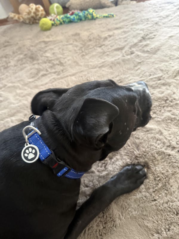 Designer Pet Tag Enamel Paw BLACK