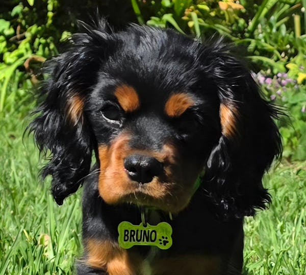 Bone Dog Tag - Stainless Steel