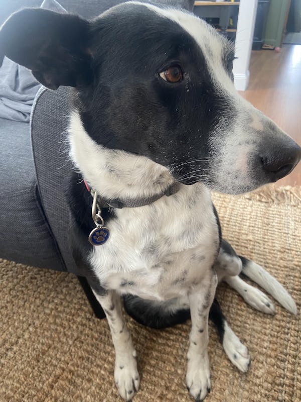 Glitter Dog Tag Large - 2 for $35