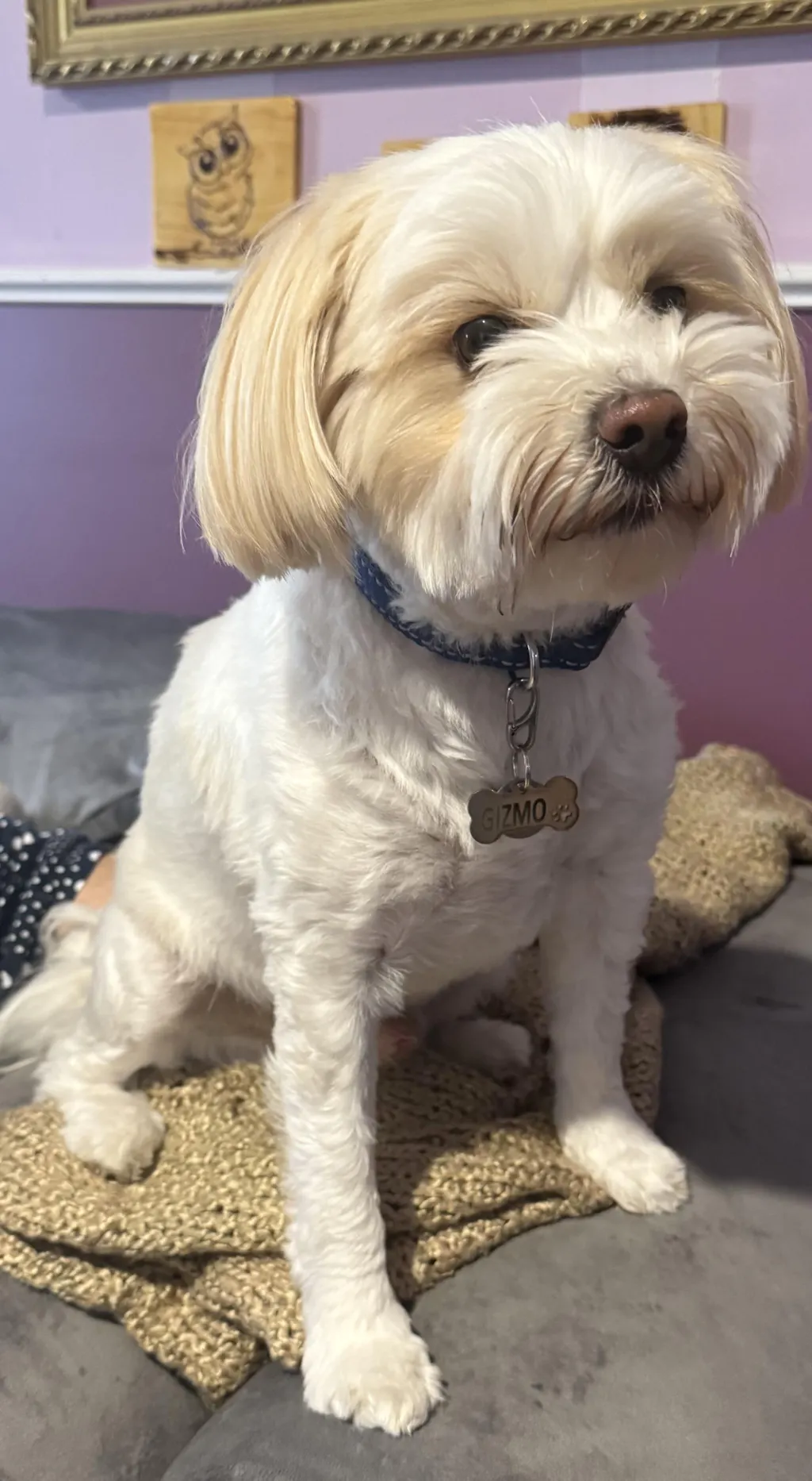 Bone Dog Tag - Stainless Steel