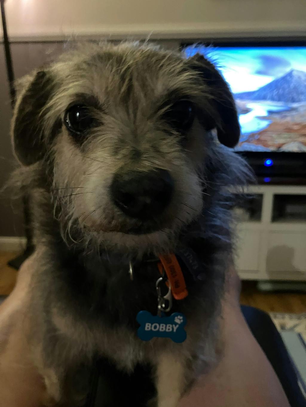 Bone Dog Tag - Blue Aluminium