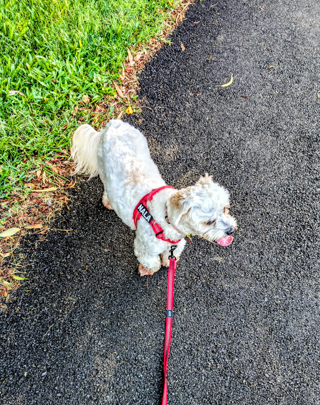 Personalised No-Pull Dog Harness