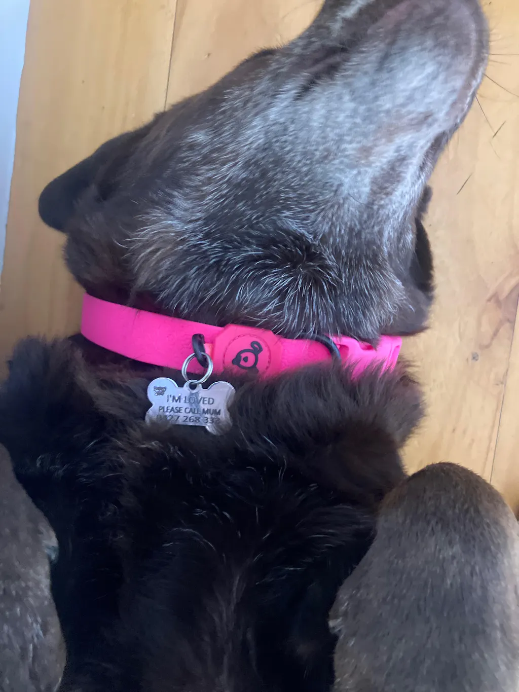 Bone Dog Tag - Glitter Silver