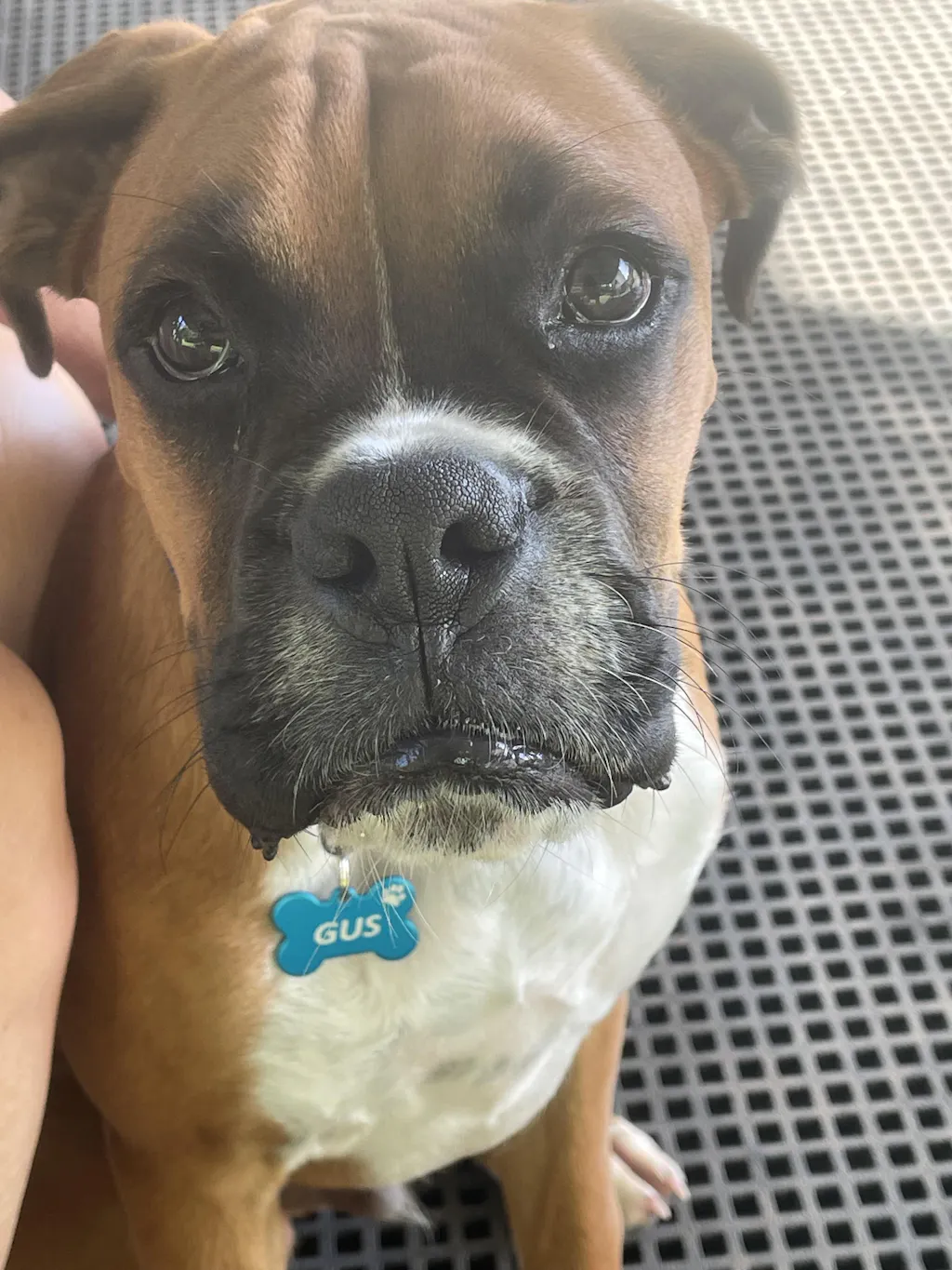 Bone Dog Tag - Blue Aluminium