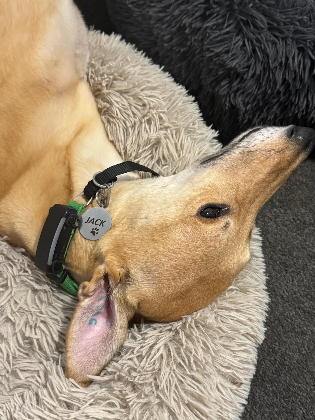 Round Dog Tag - Stainless Steel