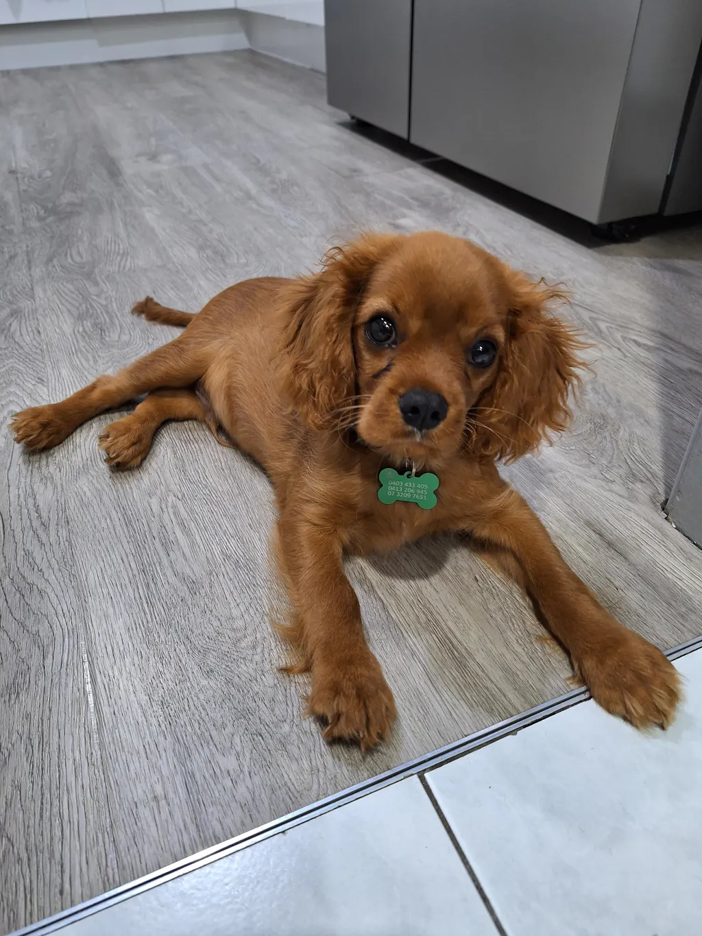 Tag Pet Tag - Aluminium