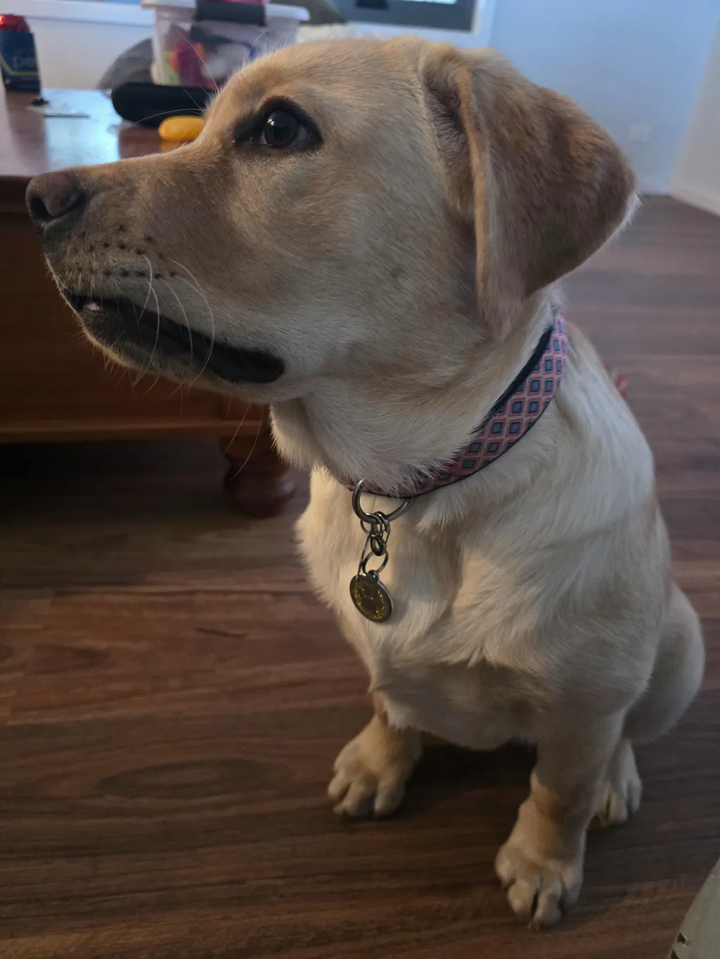 Paw Pet Tag - Glitter Gold