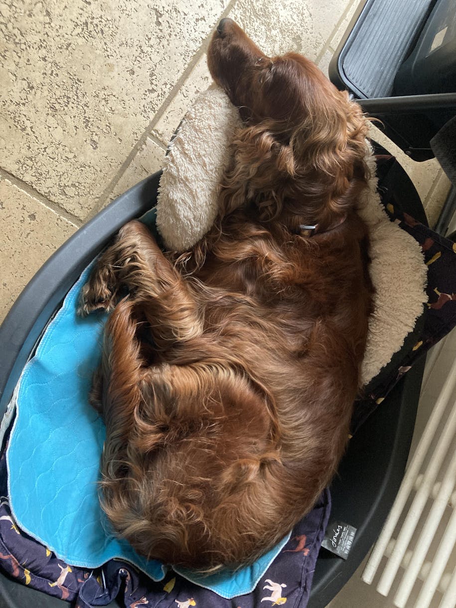 Ate Plastic My Dog Ate A Puppy Pad Washable Puppy Pads Reusable