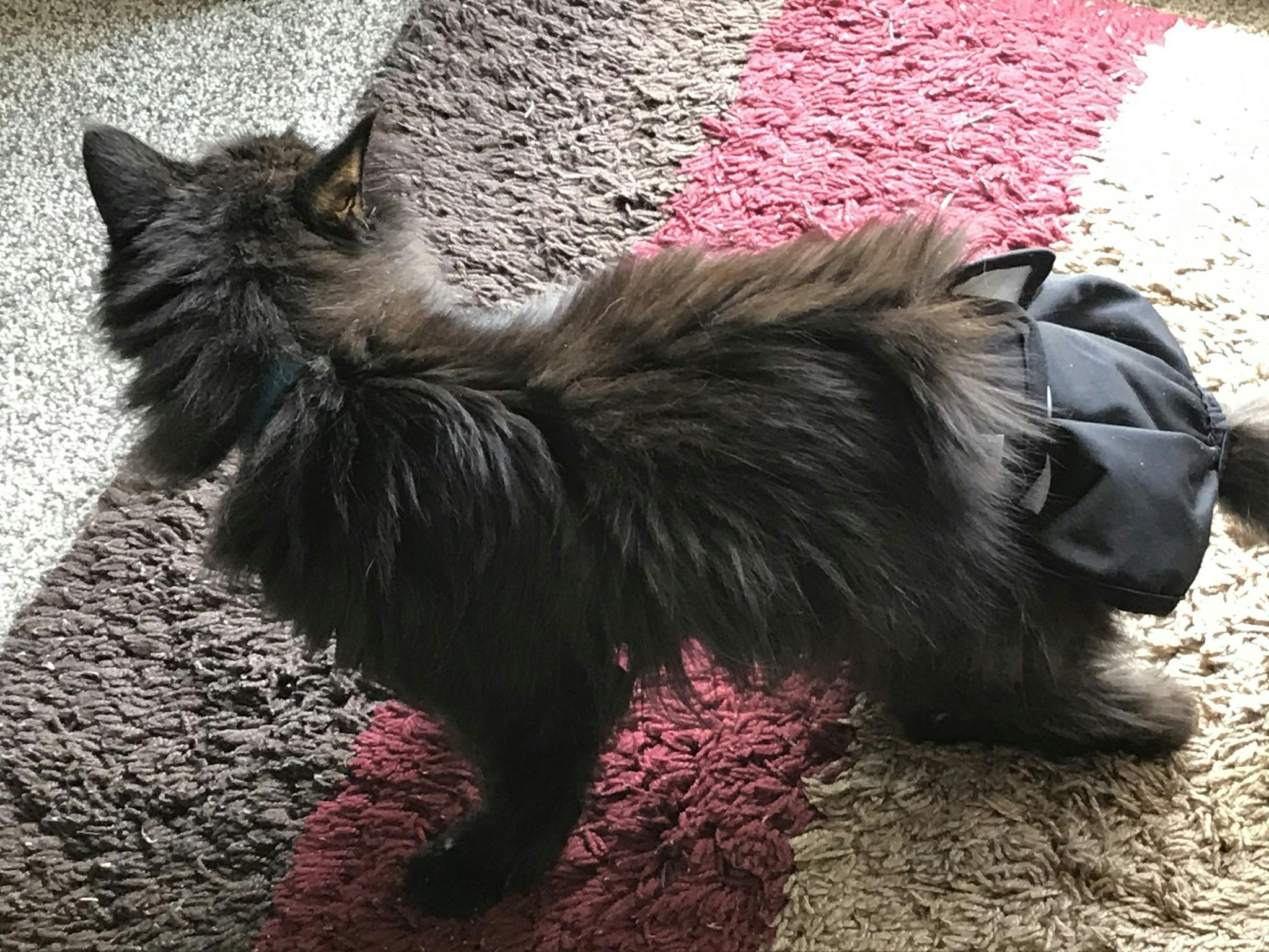 3 Pack Premium Washable Cat Diapers Kitten Diapers Pet Parents®