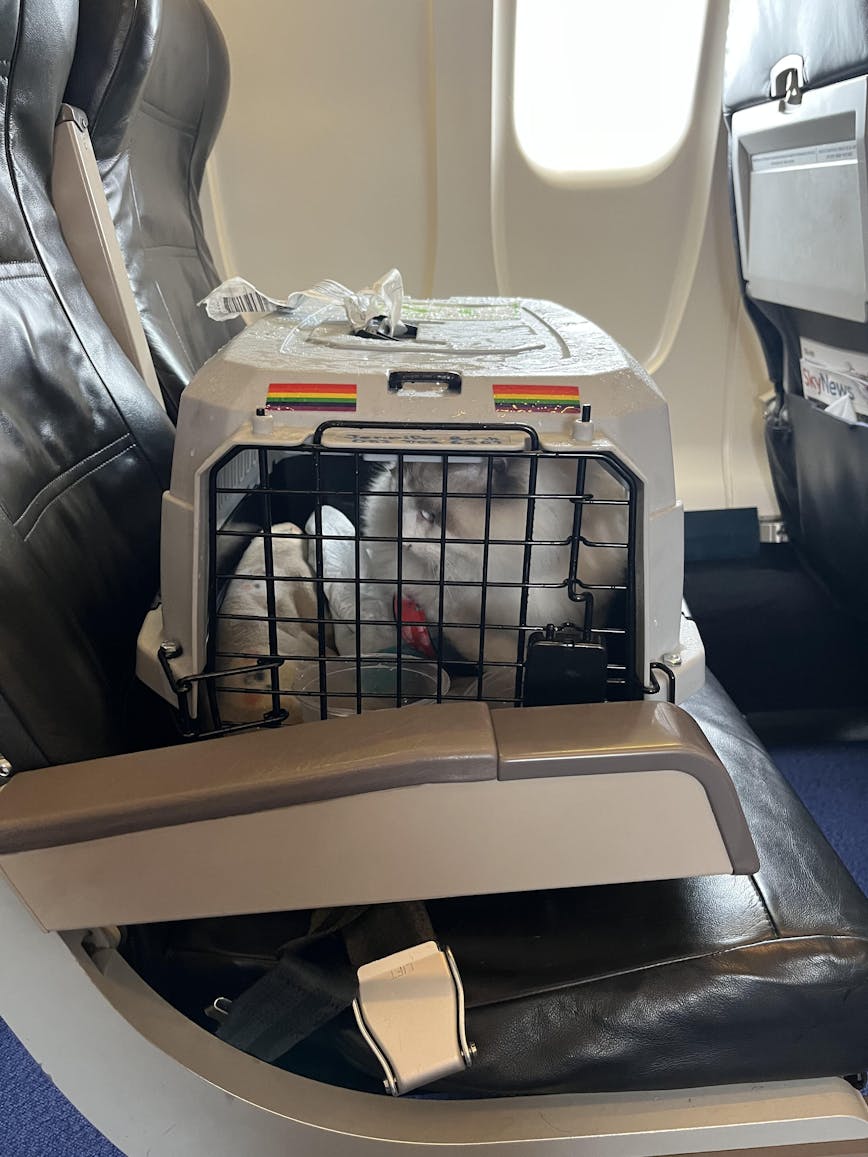 On Plane Pets In Cargo Airlines Airline Approved Delta Pet Cargo