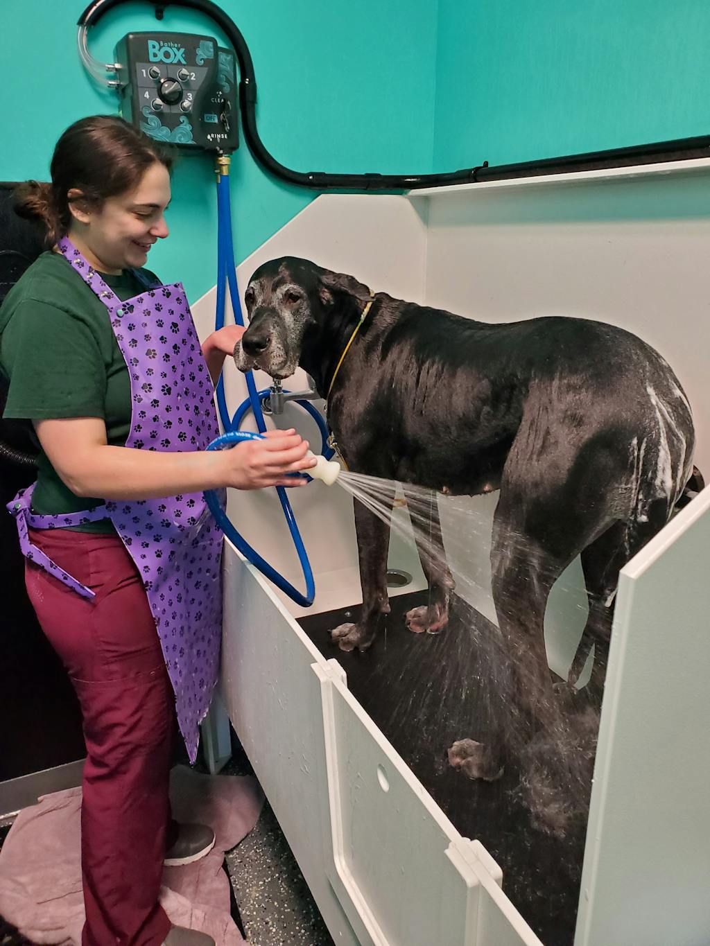 Poly Pet Tub Heavy Duty Dog Grooming Tub and Grooming Station & Ramp