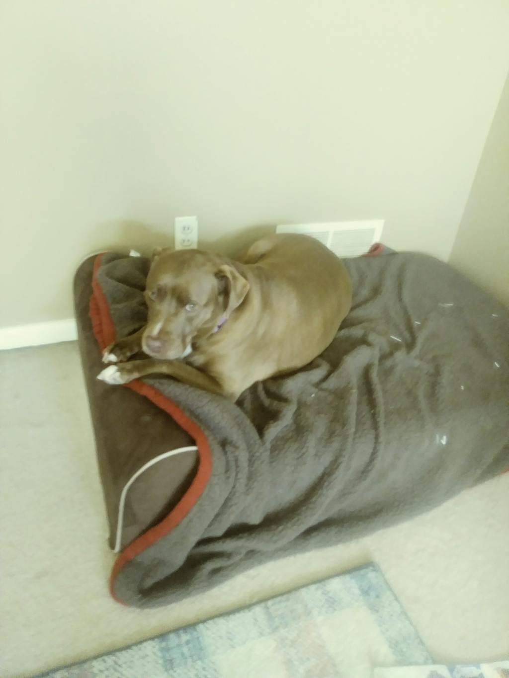 Bully Bed Orthopedic, Washable & Waterproof Big Dog Beds