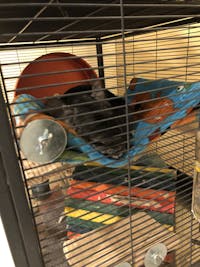 Perch Wall Hammocks