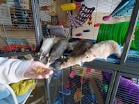 DELUXE Set Absorbent DOUBLE UNIT Critter Nation/Ferret Nation Cage Liners