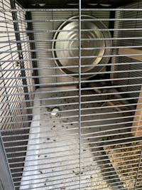 ESSENTIALS 16" SILENT Chinchilla Exercise Wheel