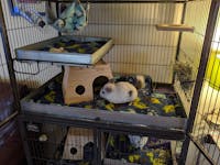 BASS PAN Drop-In PAD LINER for Critter Nation/Ferret Nation Cage