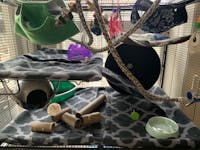 WHISPER WHEEL™ by Pet Revolution | 16" x 5"
