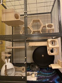PET REVOLUTION