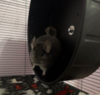 *ALL SIZES* WHISPER WHEEL™ by Pet Revolution | ALL SIZES | Chinchilla Wheel | Rat Wheel | Degu Wheel