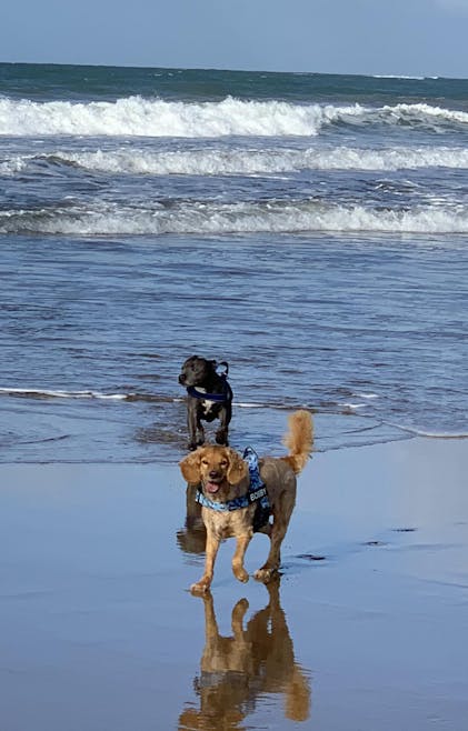 Premium Protein Bundle – Pet Snacks