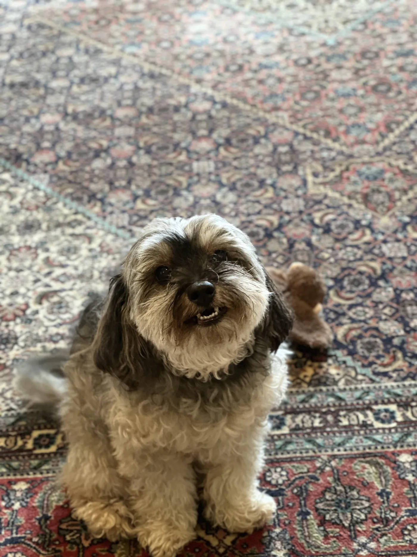 Happy dog with healthy teeth