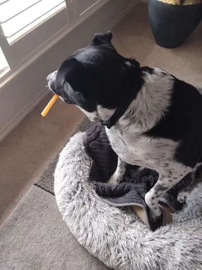 Sandra's dog