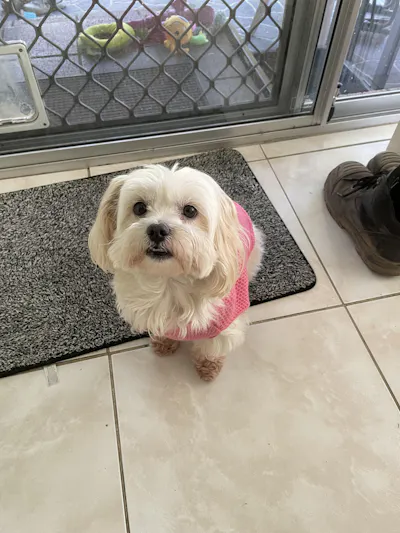 Tracy's dog