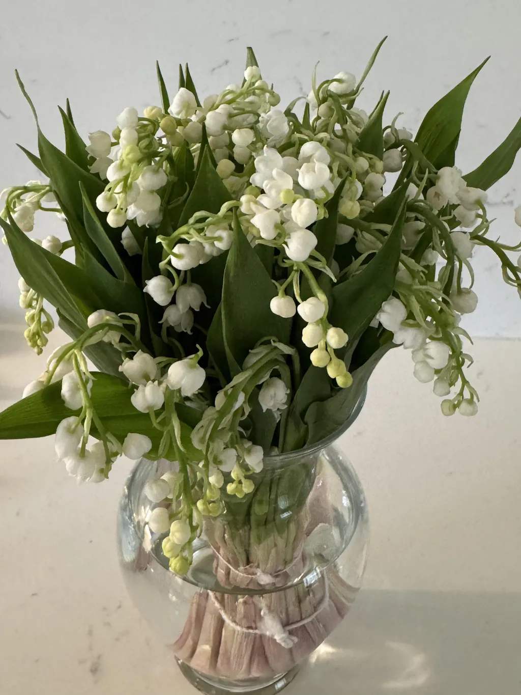 Lily of the Valley - 25 Stem Bunch - PetalDriven